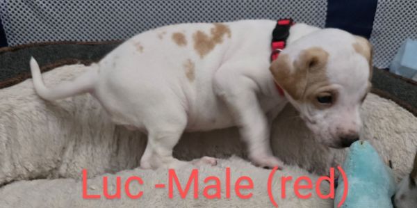 Luc thumbnail 1