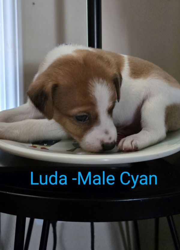 Luda thumbnail 1