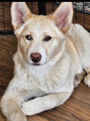 Sophia, Young Female Siberian Husky
