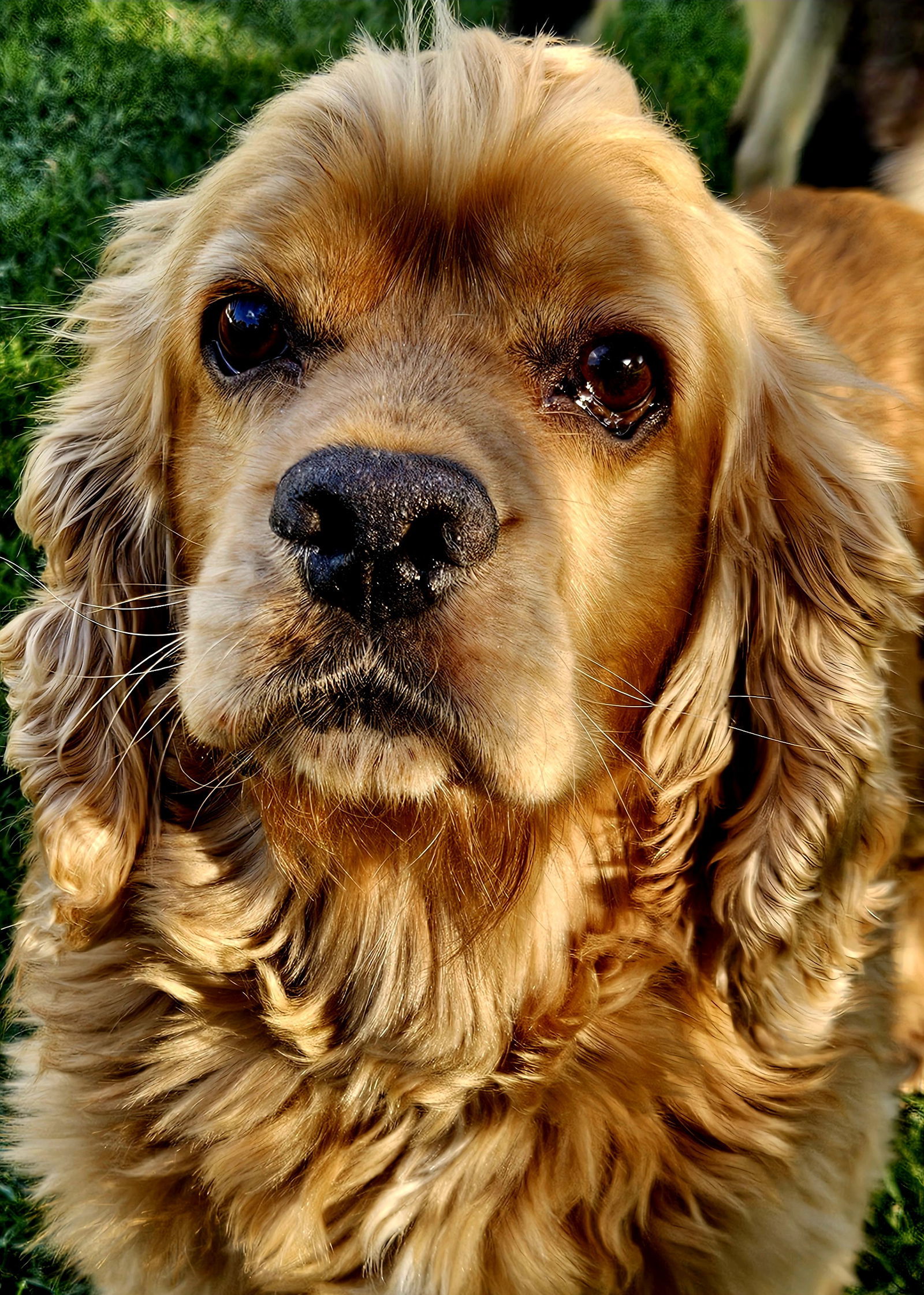 Buddy D6063