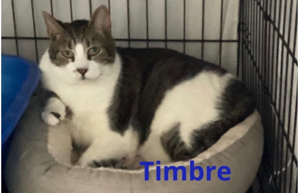 TIMBRE