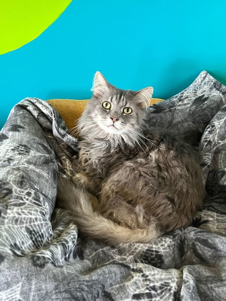 Tiny, an adoptable Domestic Long Hair in McPherson, KS, 67460 | Photo Image 1