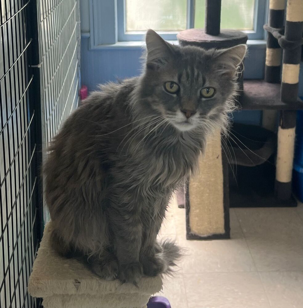 Tiny, an adoptable Domestic Long Hair in McPherson, KS, 67460 | Photo Image 2