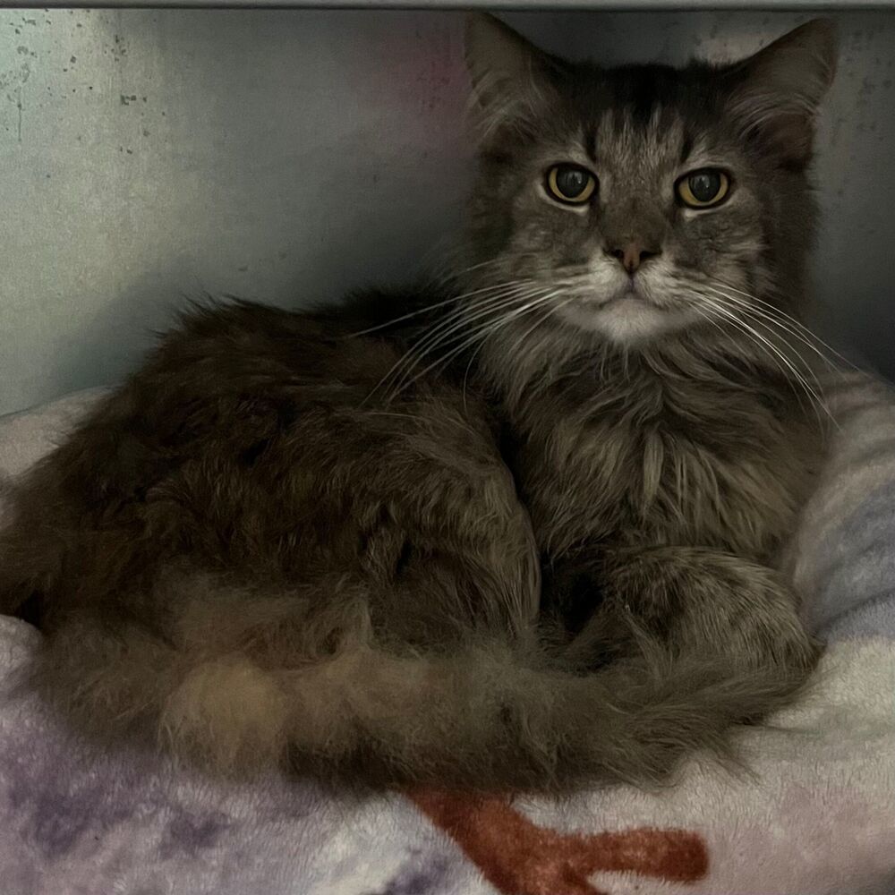 Tiny, an adoptable Domestic Long Hair in McPherson, KS, 67460 | Photo Image 3