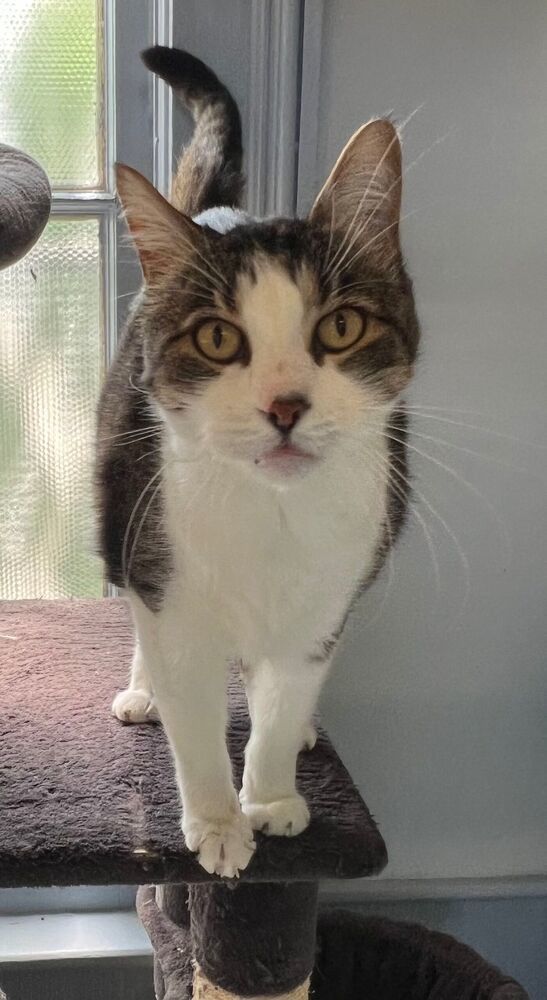 Spike, an adoptable Domestic Short Hair in McPherson, KS, 67460 | Photo Image 1
