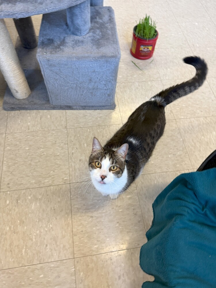 Spike, an adoptable Domestic Short Hair in McPherson, KS, 67460 | Photo Image 1