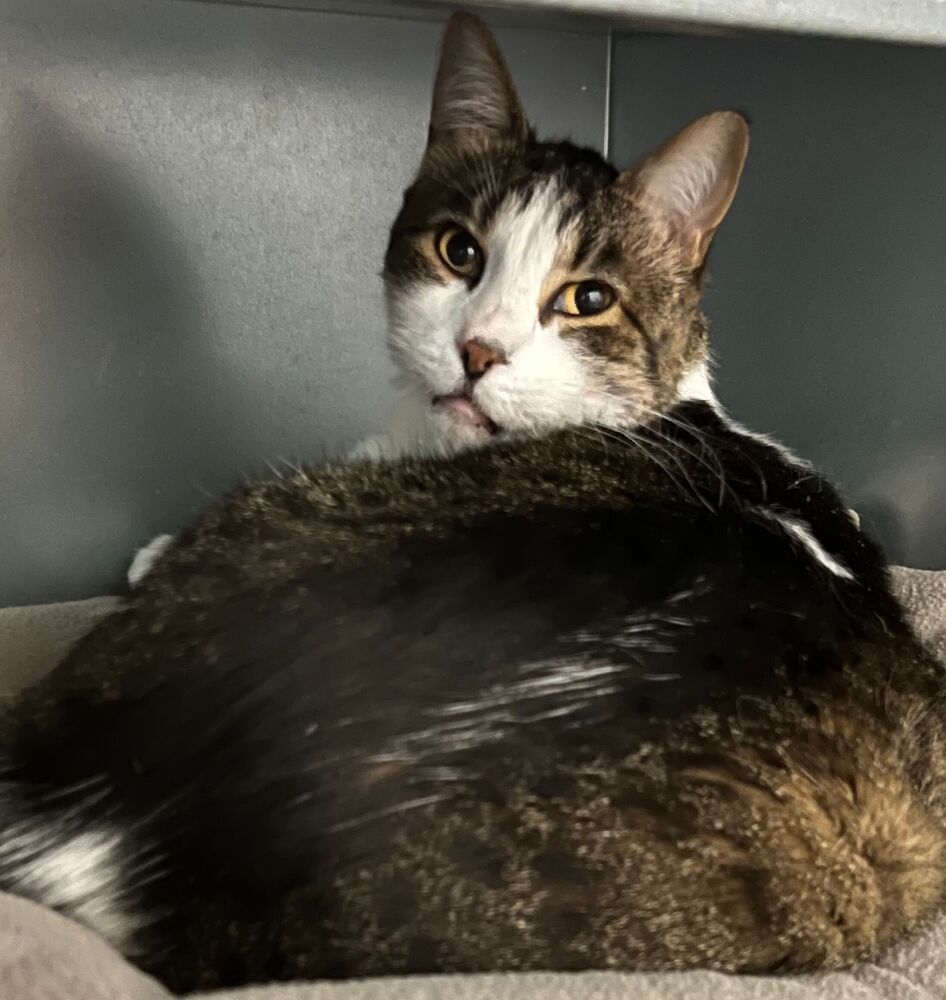 Spike, an adoptable Domestic Short Hair in McPherson, KS, 67460 | Photo Image 2