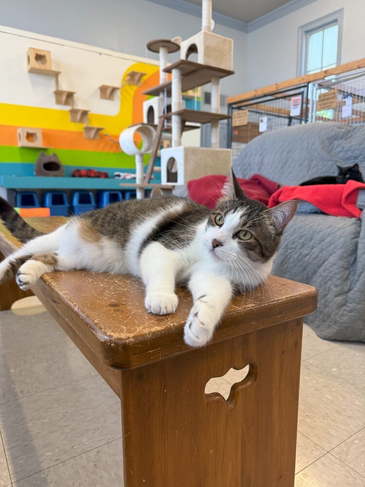 Spike, an adoptable Domestic Short Hair in McPherson, KS, 67460 | Photo Image 2