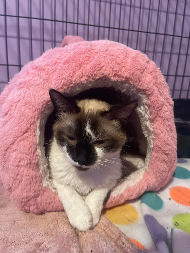 Doreen, an adoptable Snowshoe in WARNER ROBINS, GA, 31093 | Photo Image 1
