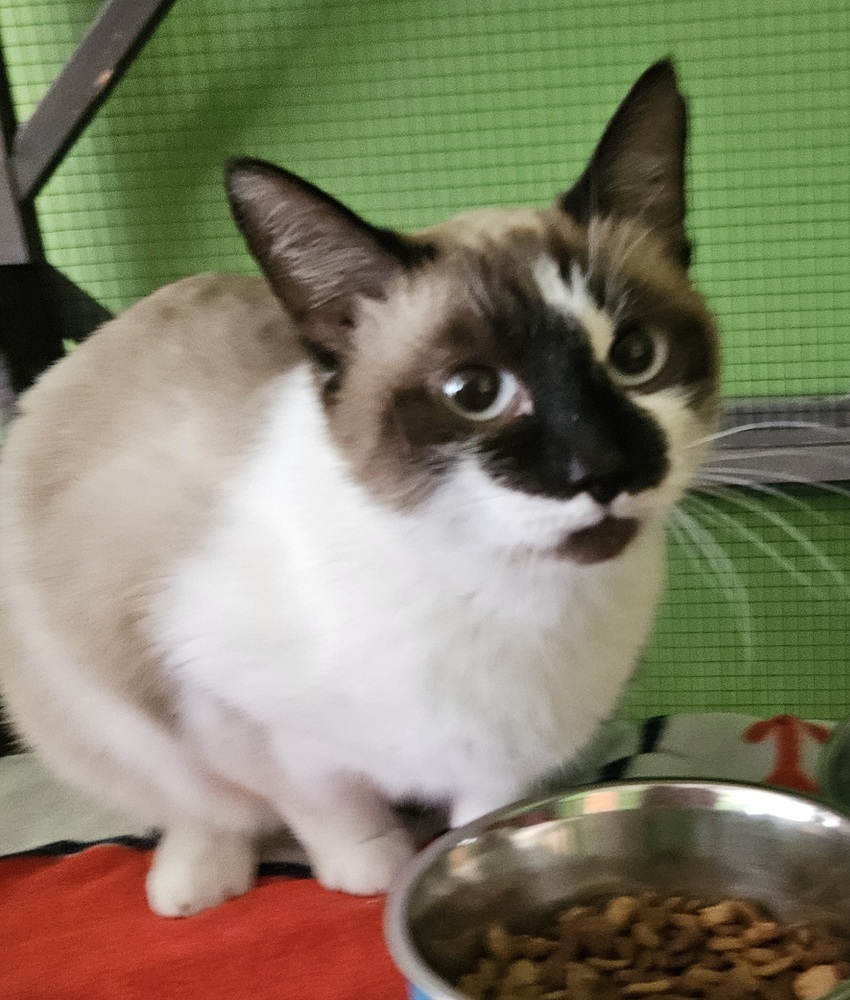 Doreen, an adoptable Snowshoe in WARNER ROBINS, GA, 31093 | Photo Image 2