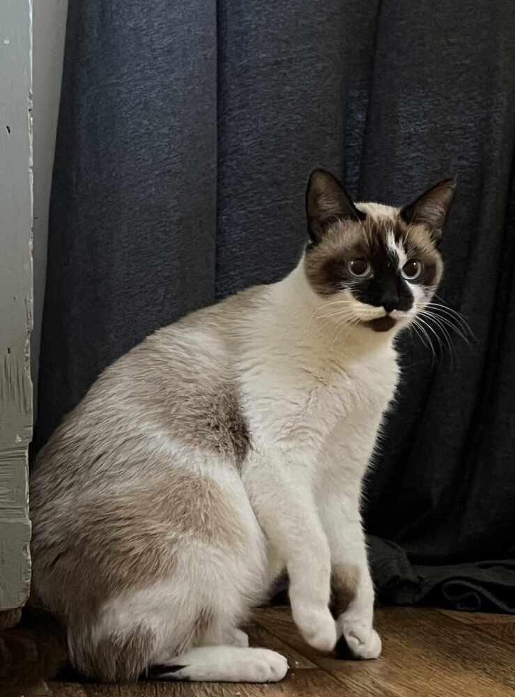 Doreen, an adoptable Snowshoe in WARNER ROBINS, GA, 31093 | Photo Image 3