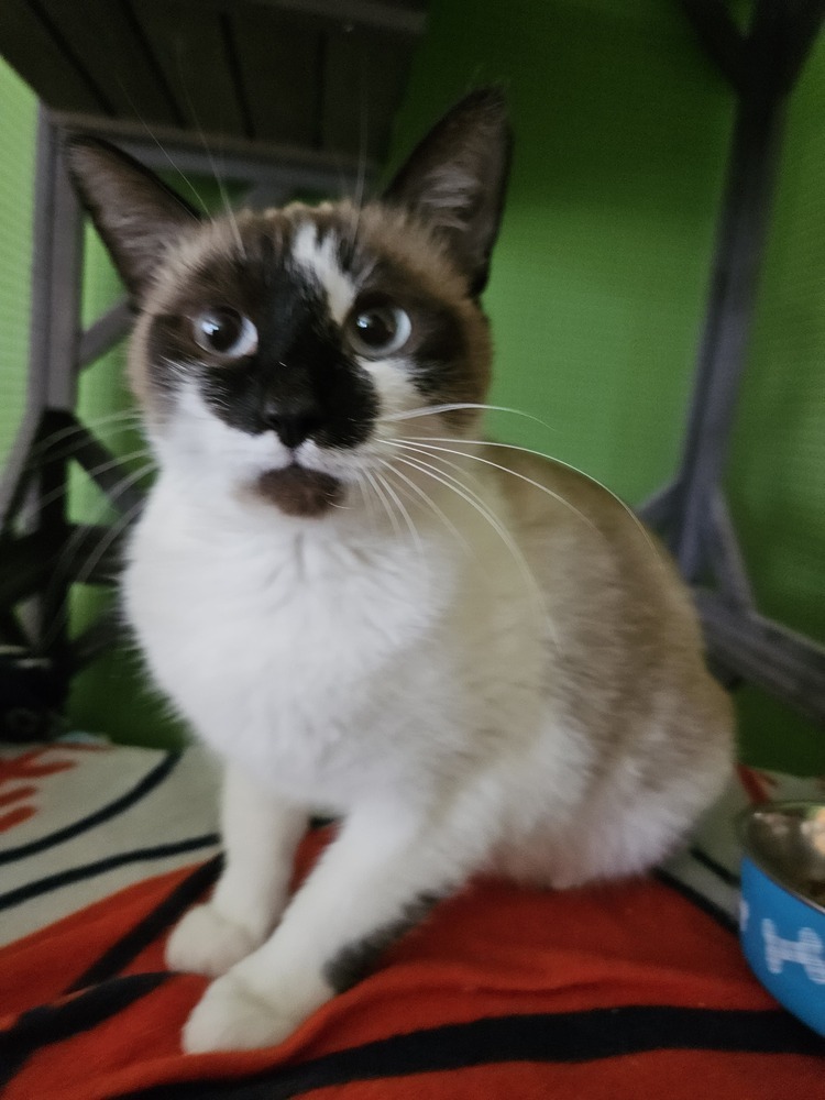 Doreen, an adoptable Snowshoe in WARNER ROBINS, GA, 31093 | Photo Image 4