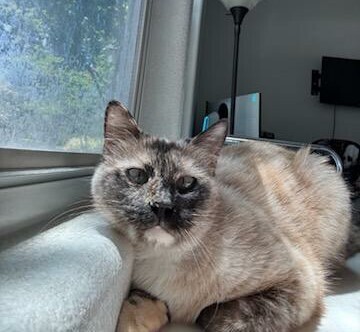 Indy