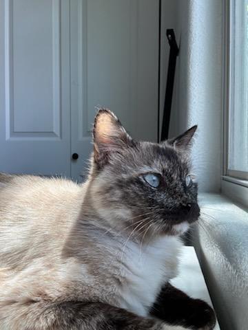 Indy