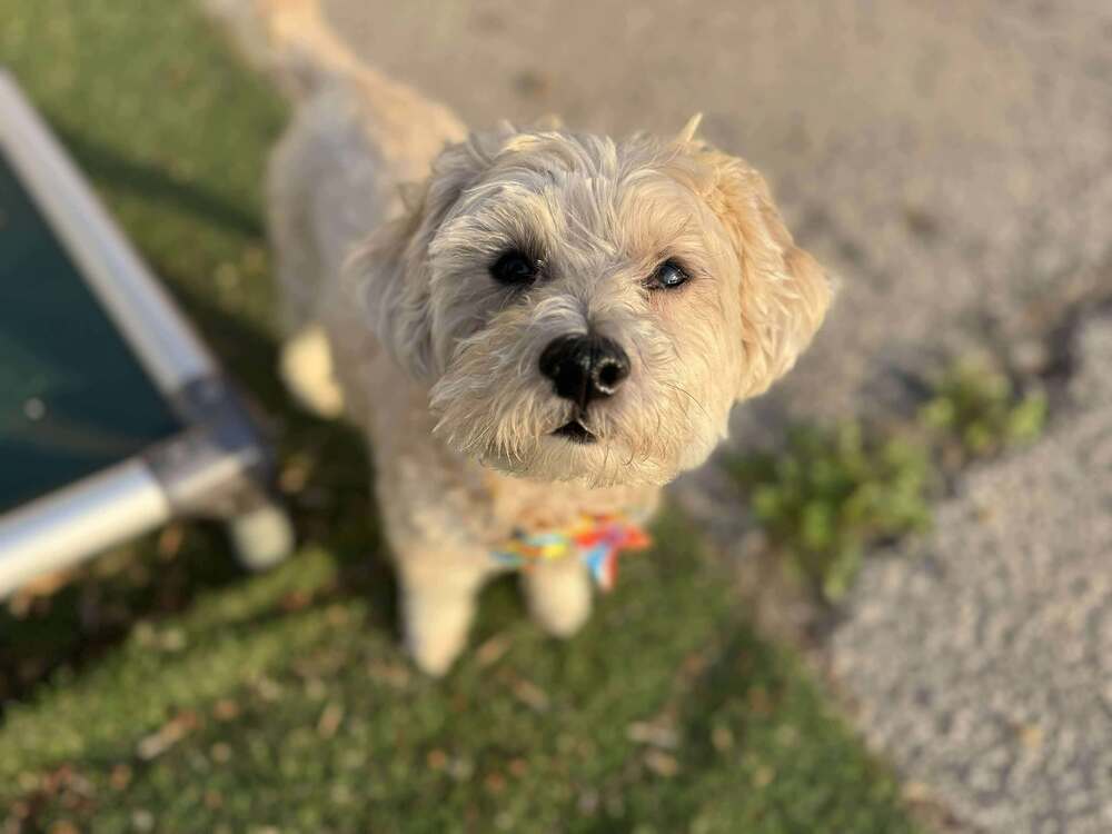 Archie (R B)