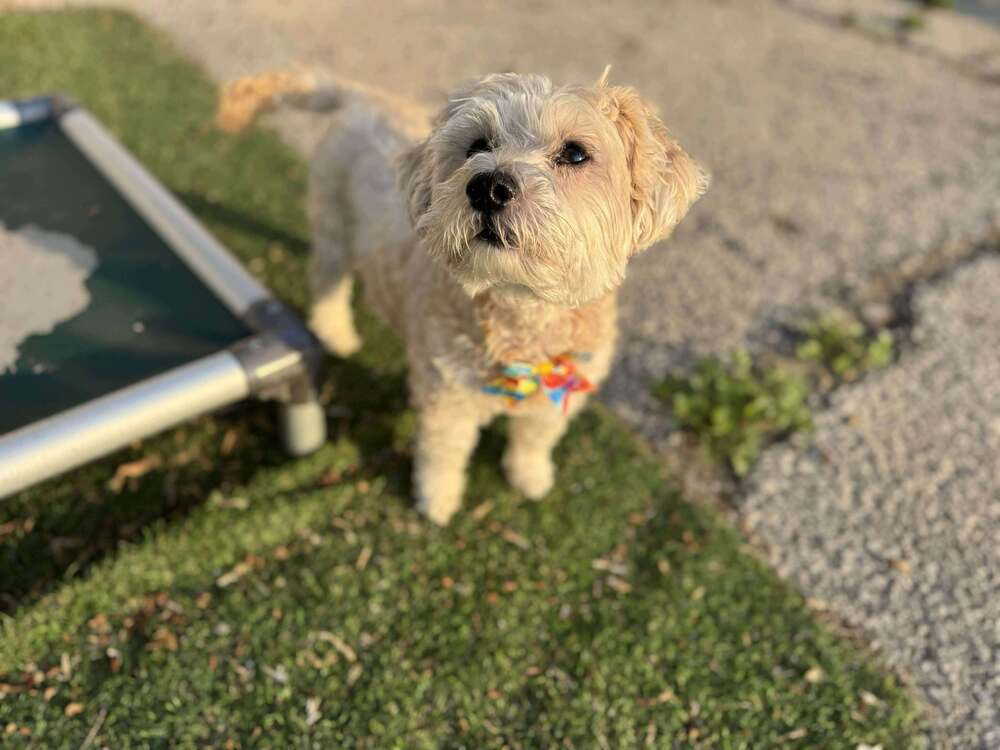 Archie (R B)