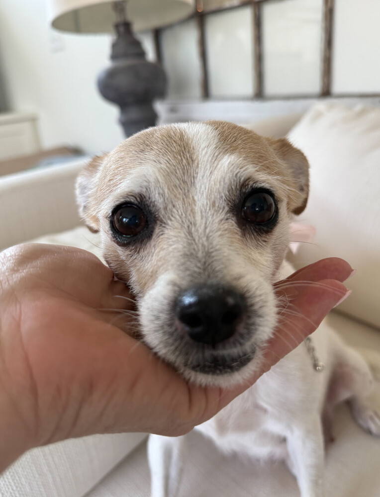 Nibbler