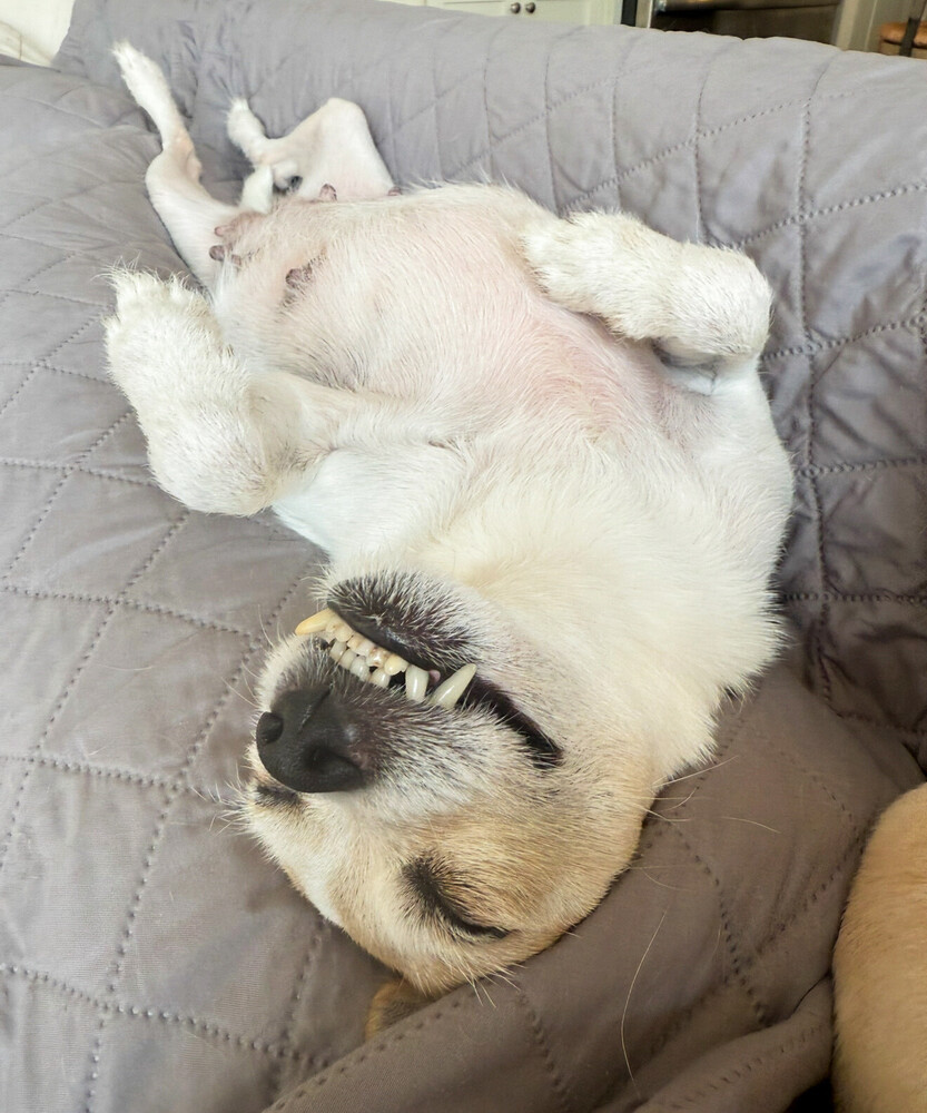 Nibbler