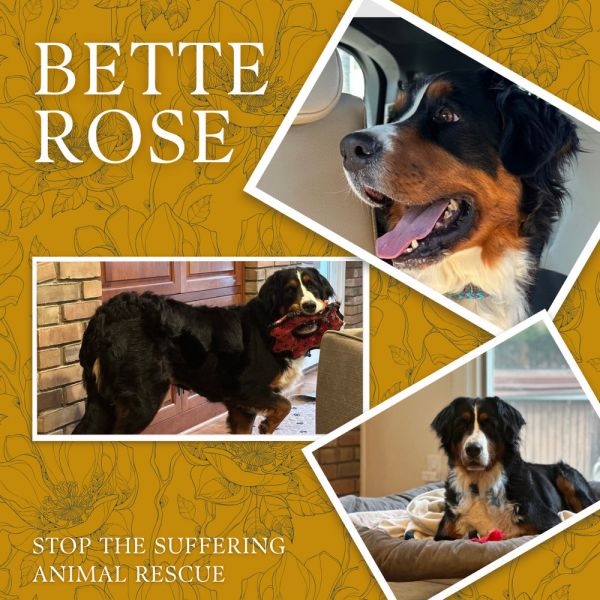 Bette Rose thumbnail 5