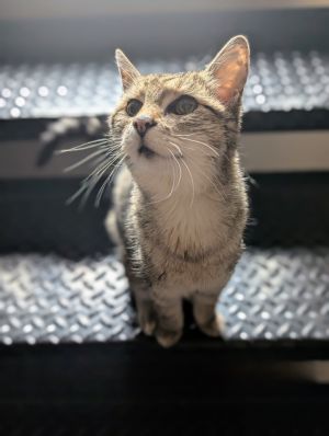 Angel, Senior Female Domestic Short Hair