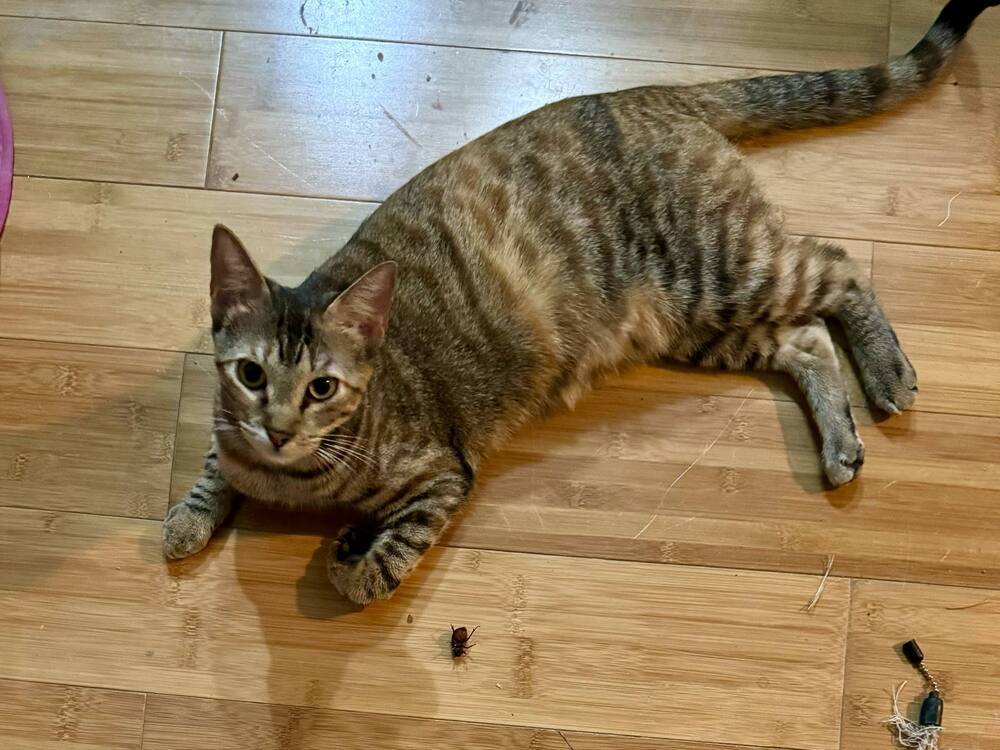 Tortellini