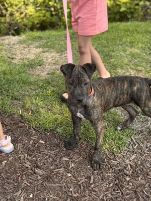 Meet Stella Im excited to introduce you to the incredible Stella a 13-week-old pit mix with a h