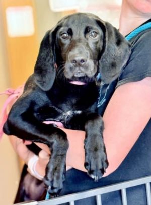 Meet Velma The Sweet Hound Mix Looking for Her Forever Home Introducing Velma a charming hound 