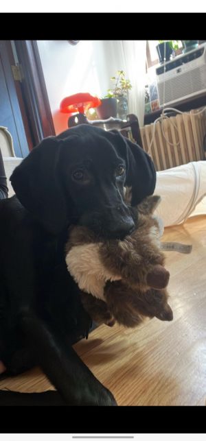Meet Velma The Sweet Hound Mix Looking for Her Forever Home Introducing Velma a charming hound 