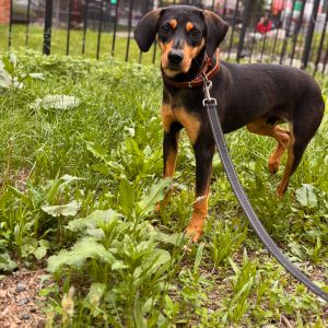 Meet Marvin The Sweetest Boy in Need of a Loving Foster Home Little Marvin is a gentle soul who f