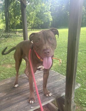 Hark is a one-year-old chocolate brown male Pit Bull Terrier He is a big puppy who loves to play H