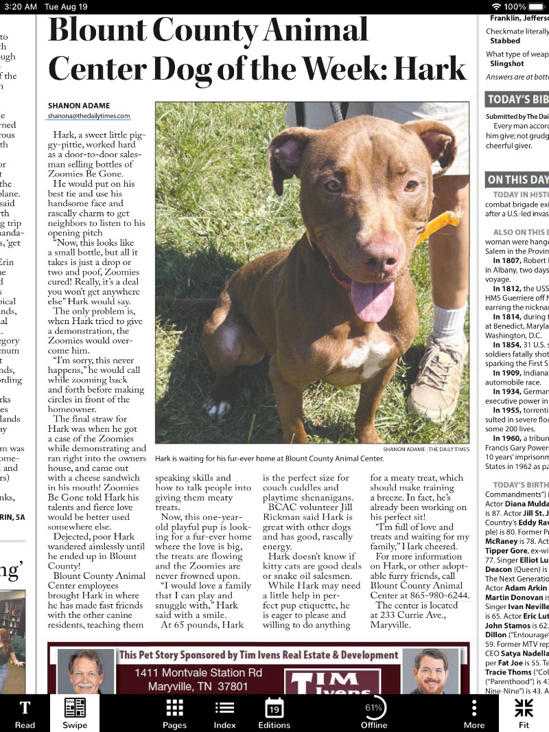 Hark, an adoptable Pit Bull Terrier, Vizsla in Maryville, TN, 37803 | Photo Image 2