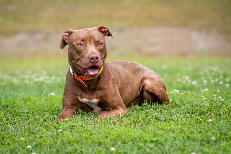 Hark, an adoptable Pit Bull Terrier, Vizsla in Maryville, TN, 37803 | Photo Image 3