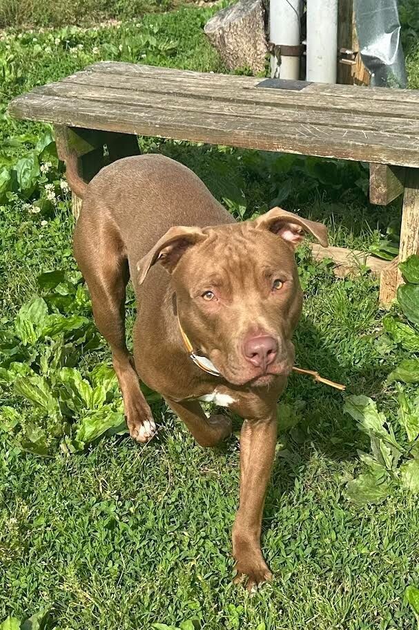 Hark, an adoptable Pit Bull Terrier, Vizsla in Maryville, TN, 37803 | Photo Image 4
