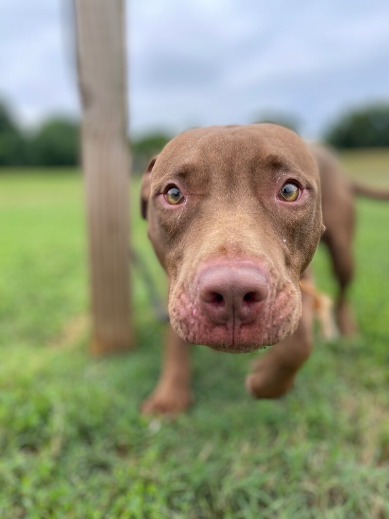 Hark, an adoptable Pit Bull Terrier, Vizsla in Maryville, TN, 37803 | Photo Image 5