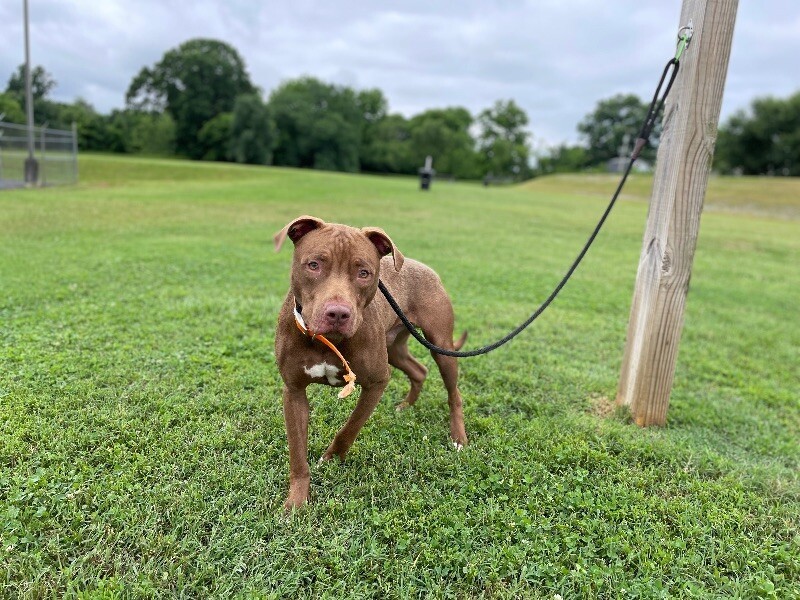 Hark, an adoptable Pit Bull Terrier, Vizsla in Maryville, TN, 37803 | Photo Image 6