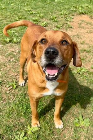 Keno has had a rough time in his three and a half years of life His owner passed away and