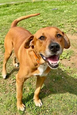 Keno has had a rough time in his three and a half years of life His owner passed away and