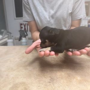 Iggy, Baby Male Chihuahua