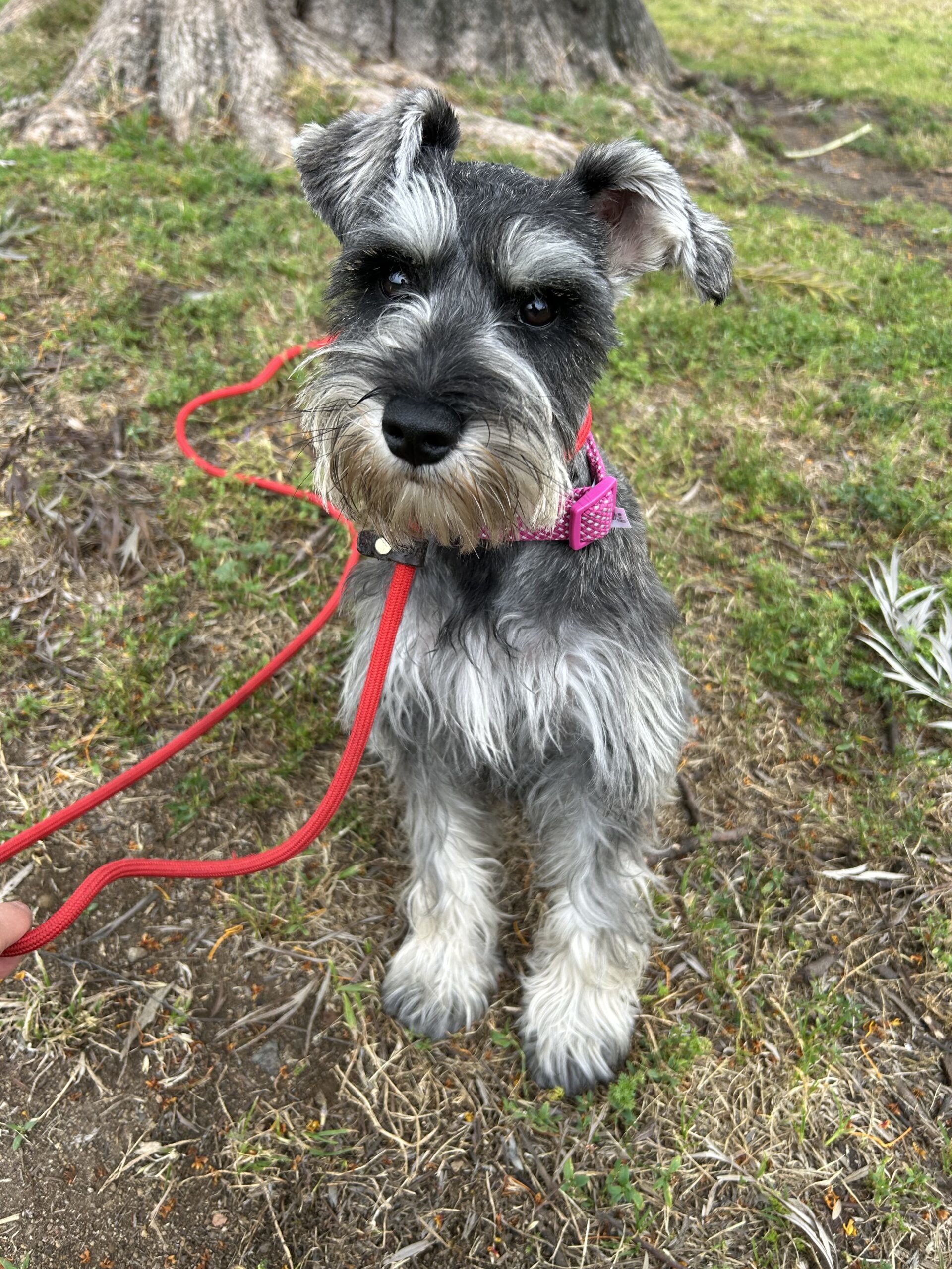 Maggie