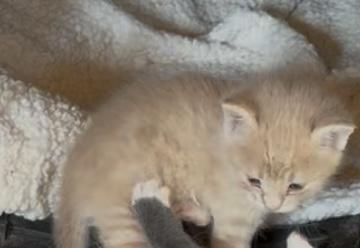 Gordy, an adoptable Domestic Short Hair in Ontario, OR, 97914 | Photo Image 1