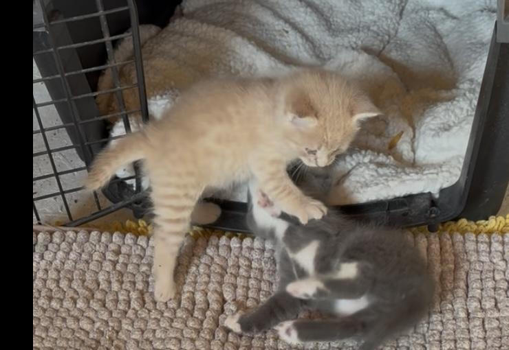 Gordy, an adoptable Domestic Short Hair in Ontario, OR, 97914 | Photo Image 2