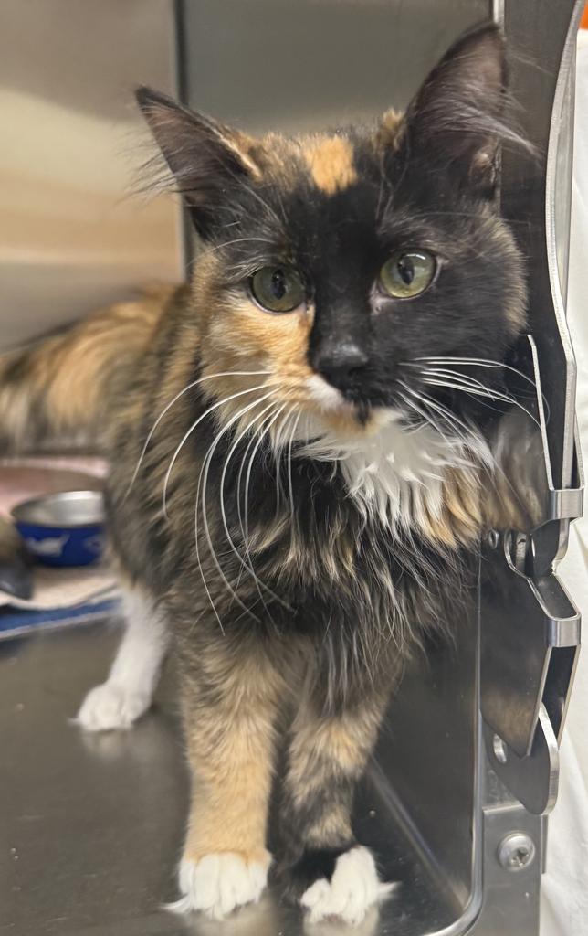 Reece, an adoptable Domestic Short Hair in Ontario, OR, 97914 | Photo Image 1