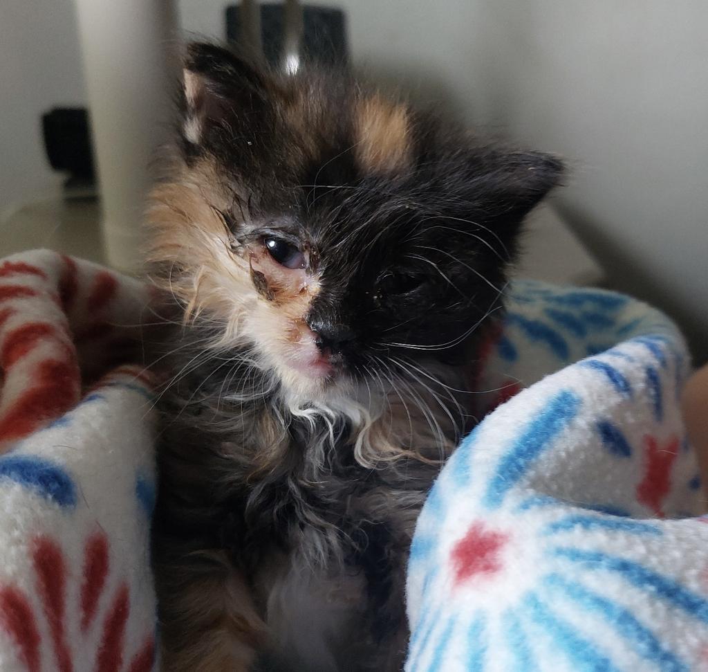 Reece, an adoptable Domestic Short Hair in Ontario, OR, 97914 | Photo Image 2