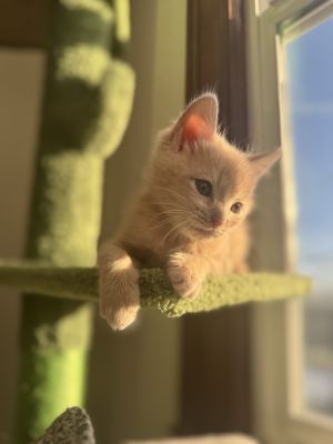 All catskittens will be spayedneutered unless spayneuter contract is signed with additional depos