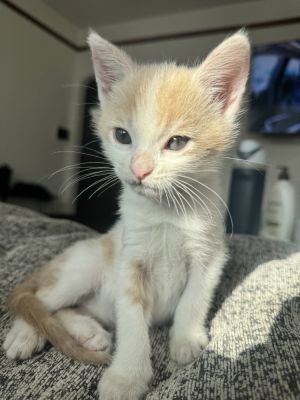 Meet Baskin Baskin is an affectionate outgoing little lovebug whos bonded with his best buddy Ro