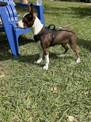 Hazel, Adult Female Mixed Breed