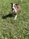 Hazel photo 3