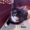 Nono