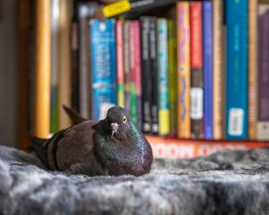 Please apply to adopt httpwwwpigeonrescueorgbirdsapply-to-foster-or-adopt