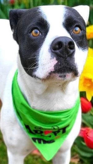 YOGI, Young Male Pit Bull Terrier
